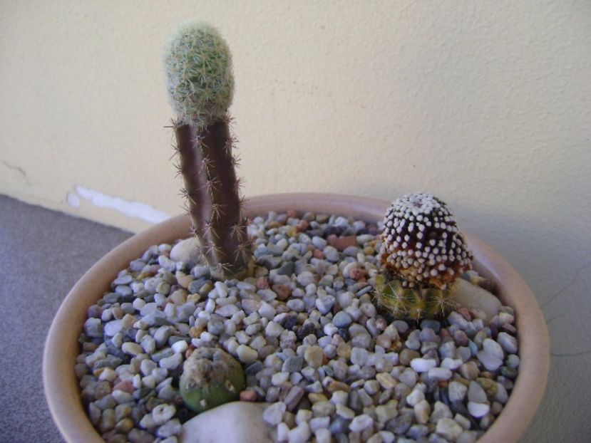 Grup de 3 cactusi altoiti - Cactusi 2017 bis bis