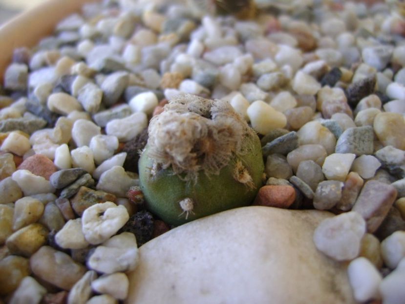 Mammillaria theresae albiflora (altoita pe opuntia) - Cactusi 2017 bis bis