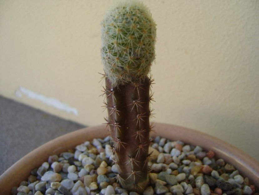 Mammillaria magallanii - Cactusi 2017 bis bis