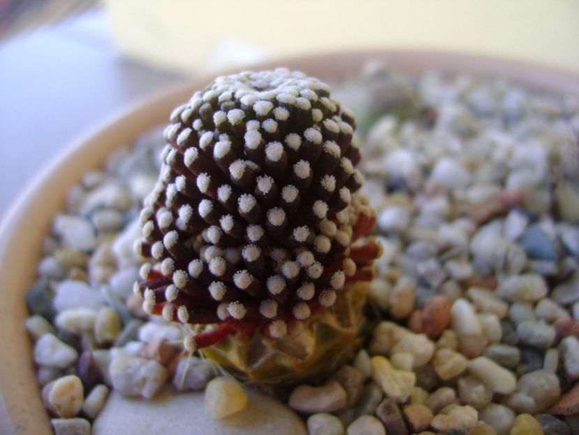 Mammillaria luethyi - Cactusi 2017 bis bis