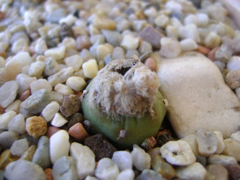 Mammillaria theresae albiflora (altoita pe opuntia) - Cactusi 2017 bis bis