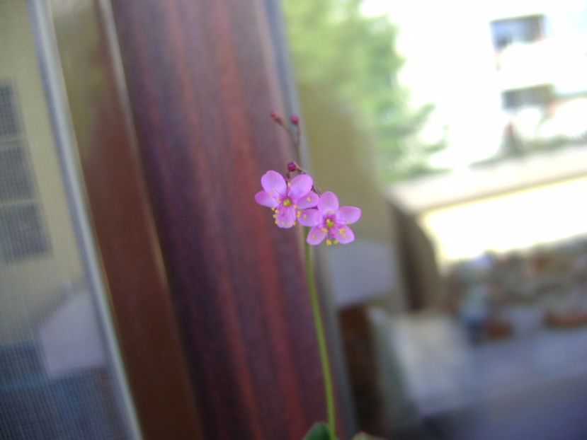 Talinum paniculatum - Caudiciforme si bulbi 2017