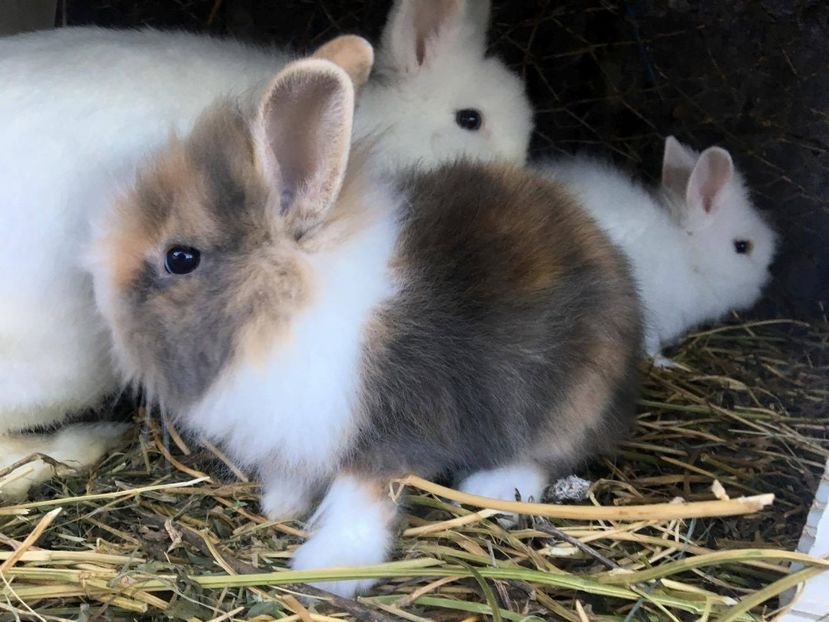  - iepuri angora pitic cap de leu