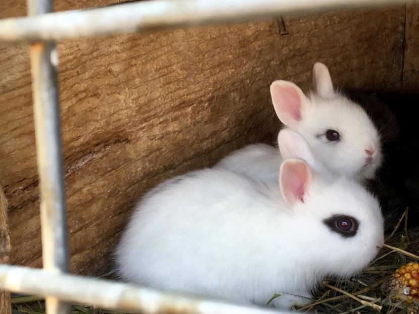  - iepuri angora pitic cap de leu