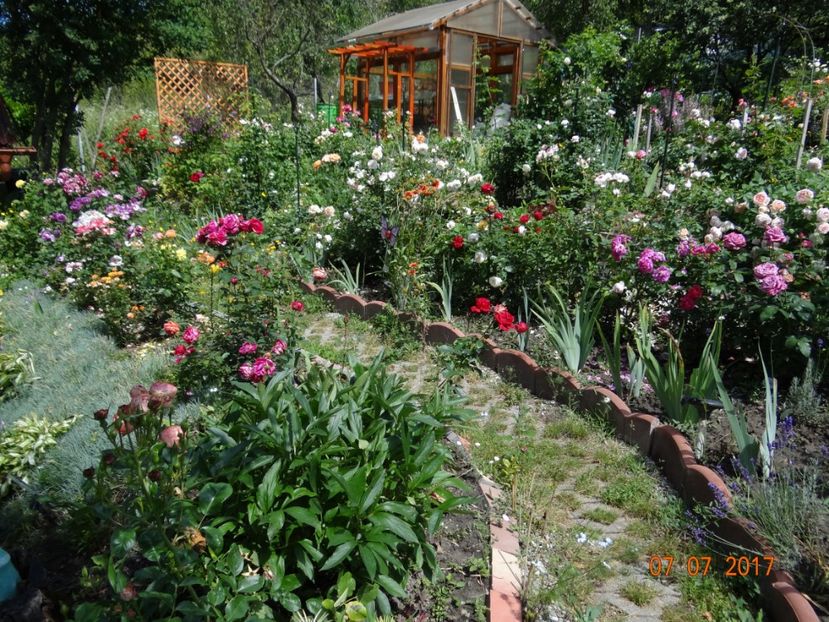 Aleea trandafirilor - Iulie