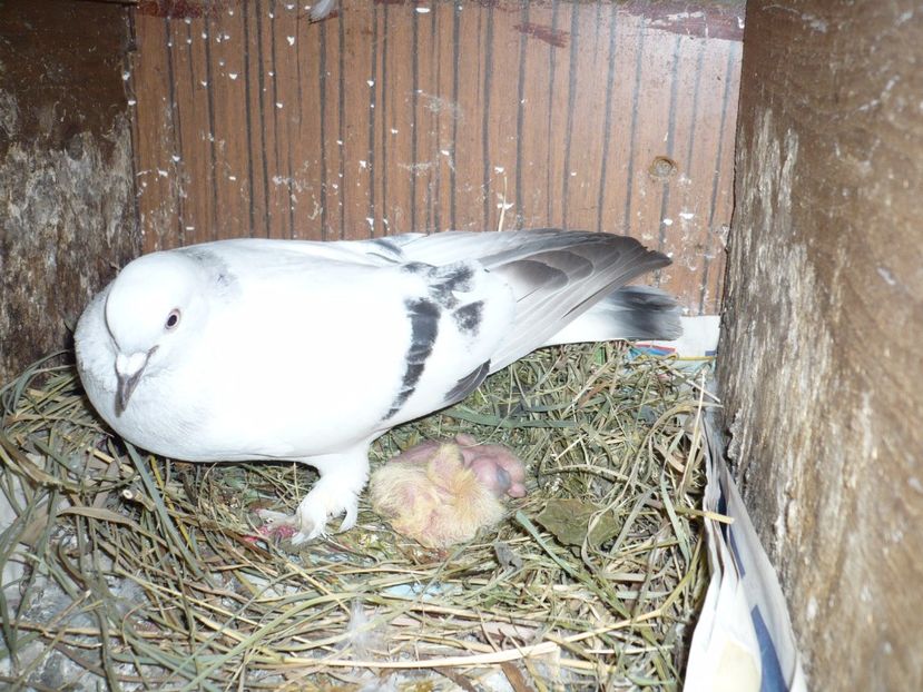 P1100735 - Jucatori TAKLA