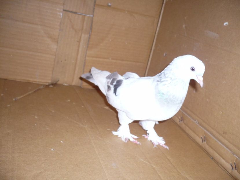 P1100733 - Jucatori TAKLA