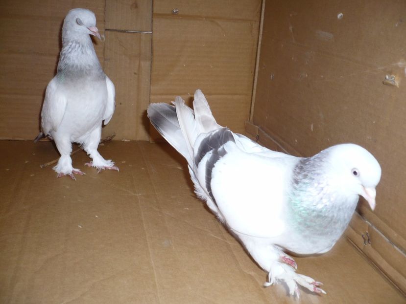 P1100732 - Jucatori TAKLA