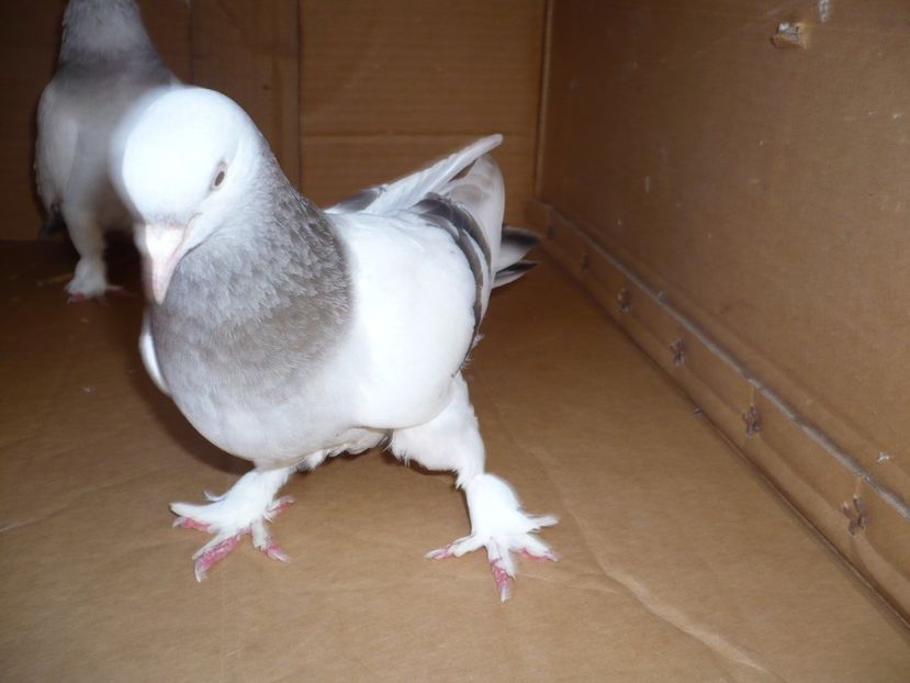 P1100731 ARGINTII - Jucatori TAKLA