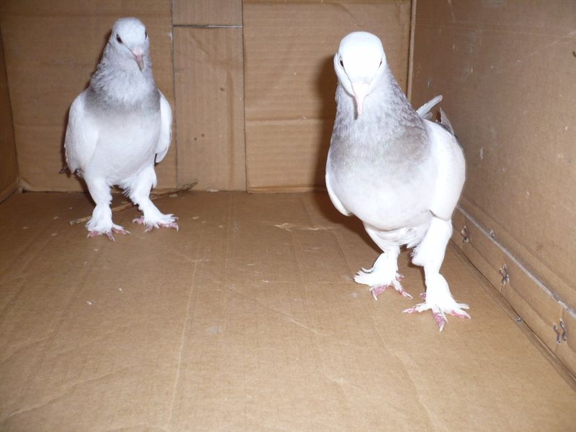 P1100730 - Jucatori TAKLA