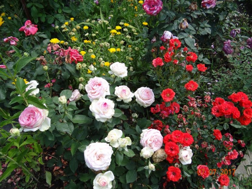 Biedenmeyer si Top Hit - Biedermeyer Garden