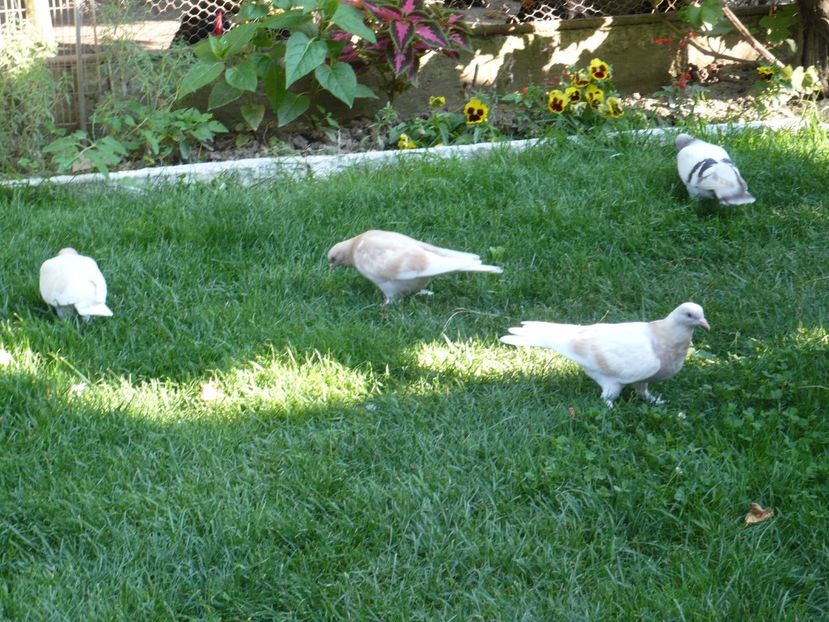 P1100721 - Jucatori TAKLA