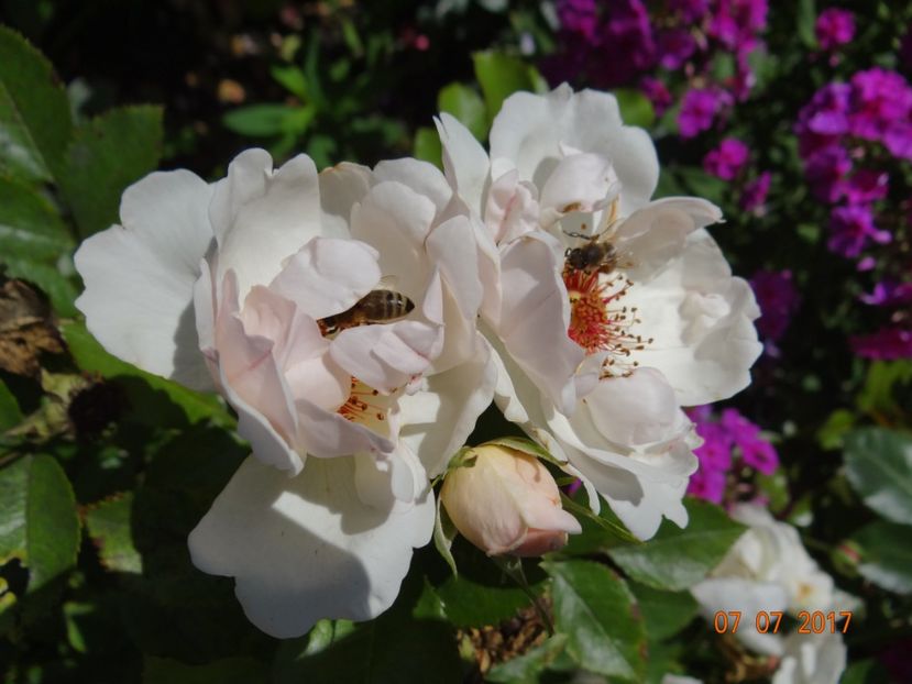  - Jacqueline du Pre -AGM