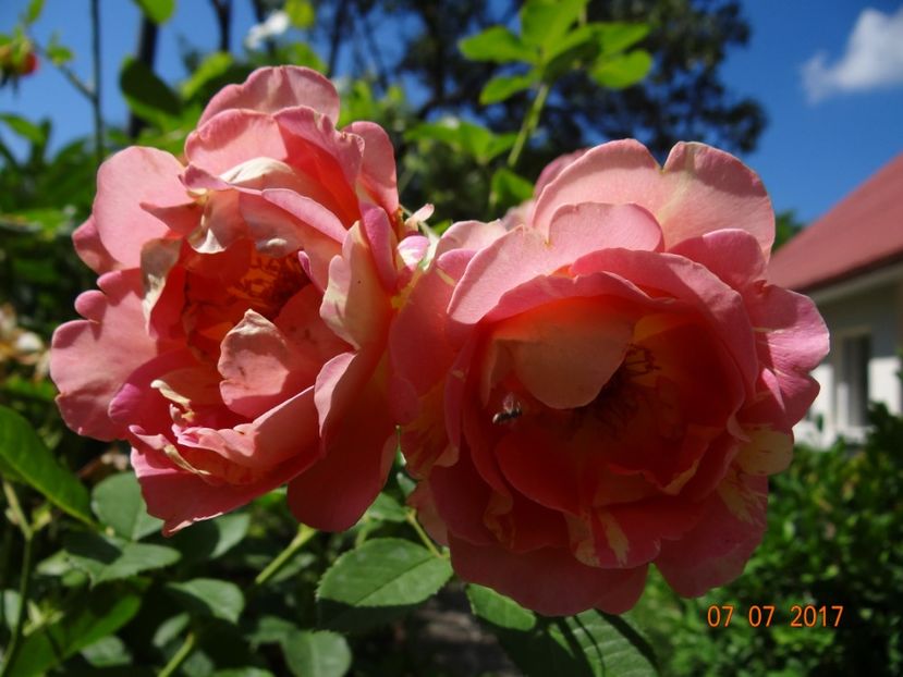 Rose des Cisterciens - Rose des Cisterciens