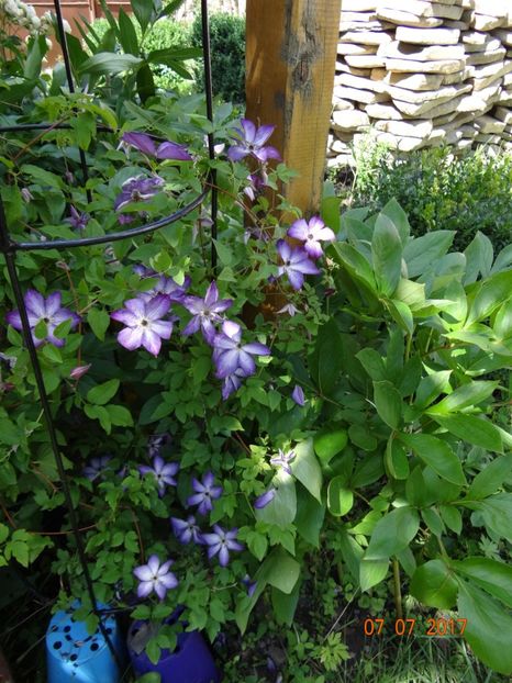 Venosa Violaceea - Iulie