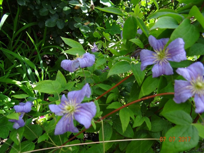 Emilia Plater - Iulie