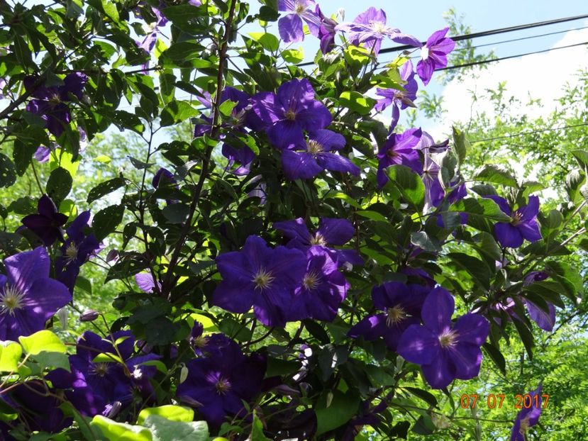 nu stiu - primita fara denumire - Iulie