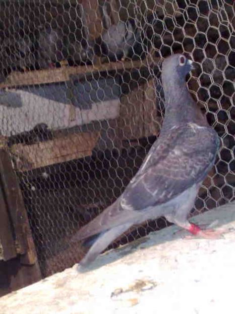 192 - X-Porumbei vinduti