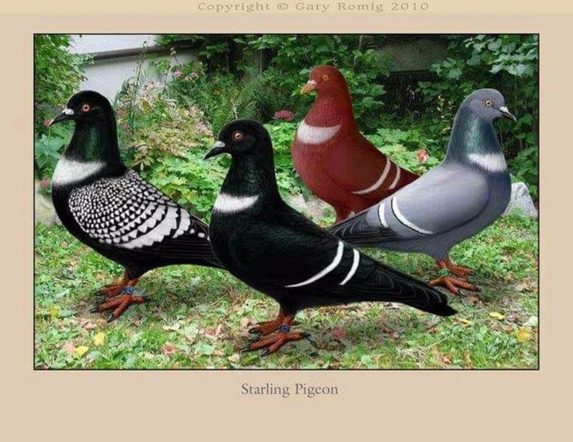 61 - PICTURI PORUMBEI NET