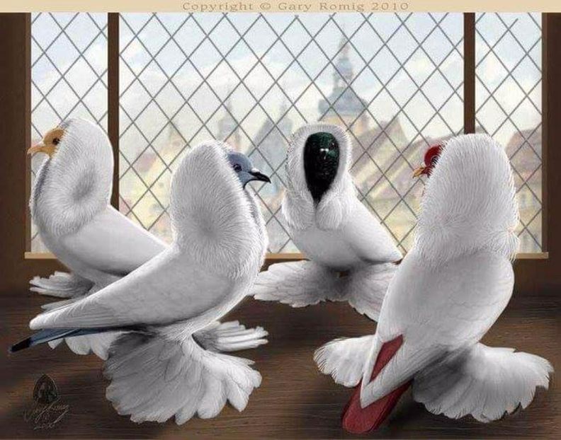 64 - PICTURI PORUMBEI NET