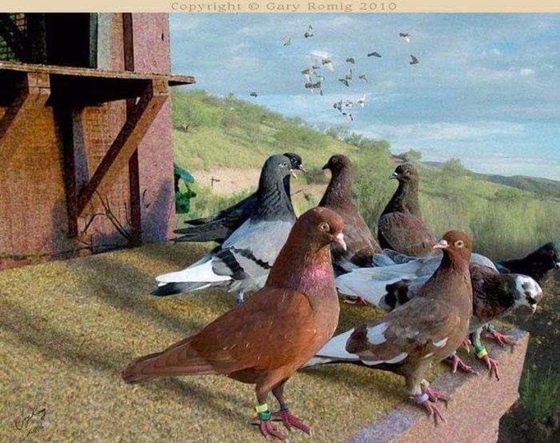 67 - PICTURI PORUMBEI NET