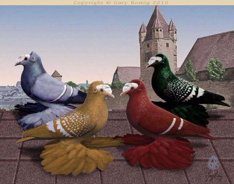 69 - PICTURI PORUMBEI NET