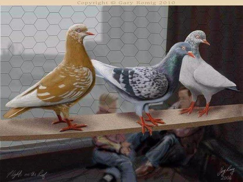 71 - PICTURI PORUMBEI NET