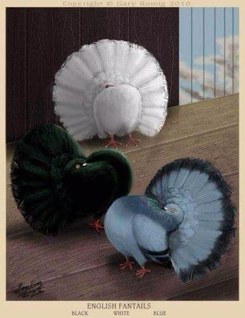 72 - PICTURI PORUMBEI NET