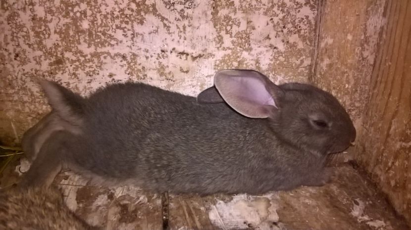  - a1- femela hycole 2turingen