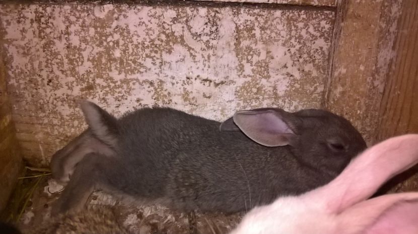  - a1- femela hycole 2turingen