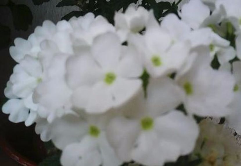 oie_HOlVCCWBrcej - Balconul meu 2017