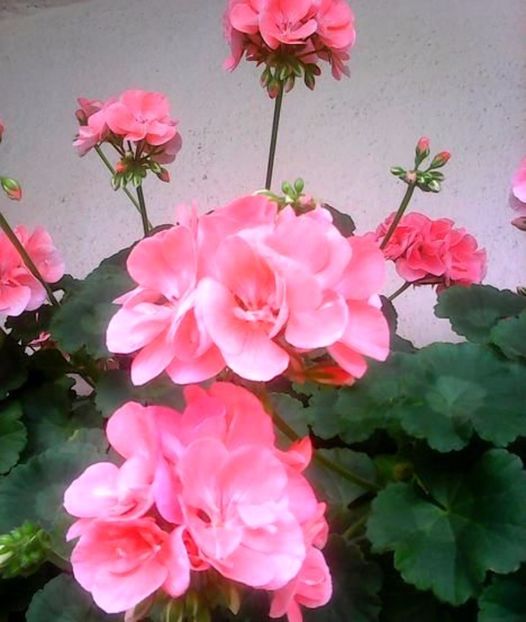 oie_svHunLfxgILQ - Balconul meu 2017