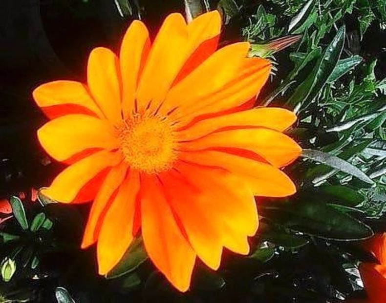 oie_jixlvn5A5Sn2 - Balconul meu 2017