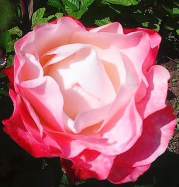 oie_cZCD3ZnDRcpj - Gradinuta mea