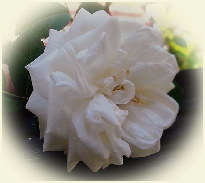 oie_1922717ohFFjkiX - Gradinuta mea