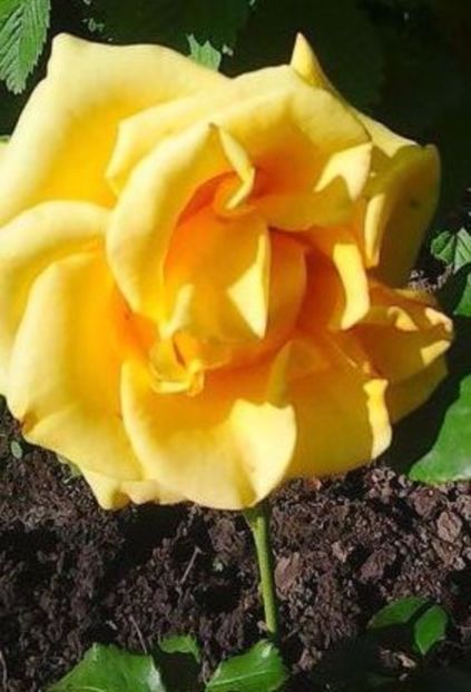 oie_CHXTz3WFcpOv - Gradinuta mea