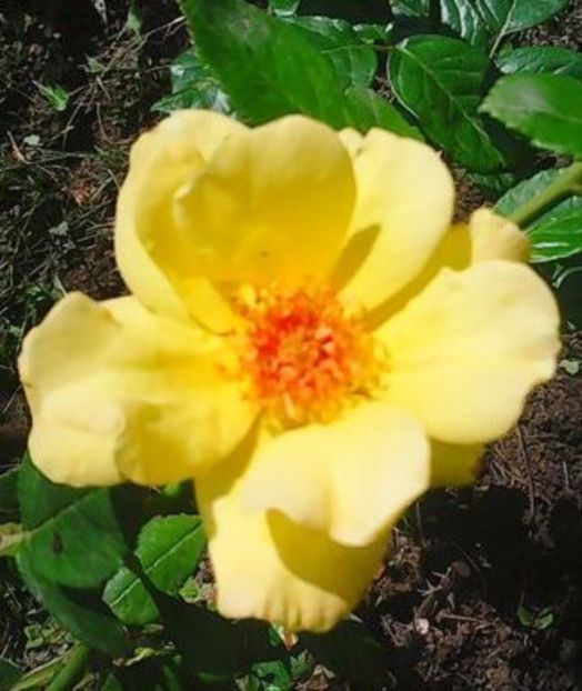 oie_lxm5cGAgmMlW - Gradinuta mea