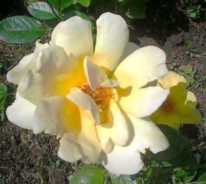 oie_u8M9XgouUzko - Gradinuta mea