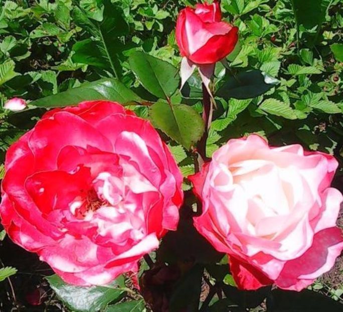 oie_Uk3FglVVl5Iu - Gradinuta mea