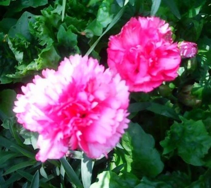 oie_cCiKDi0Sv94u - Gradinuta mea