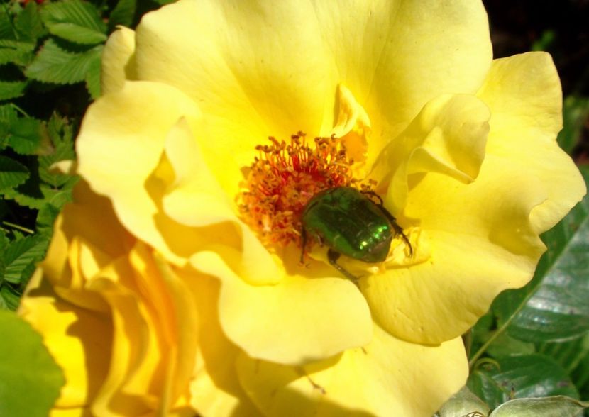 Nuovo_1_DSCF5560 - Gradinuta mea