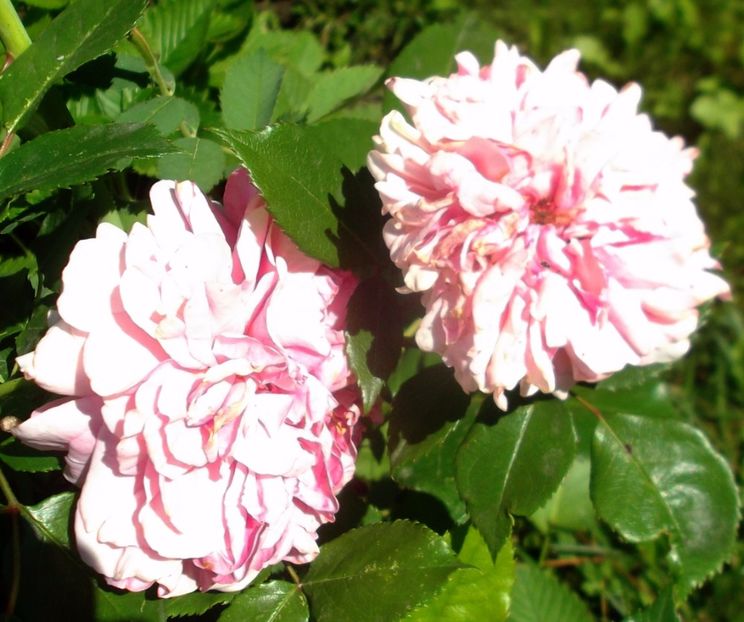 Nuovo_1_DSCF5565 - Gradinuta mea