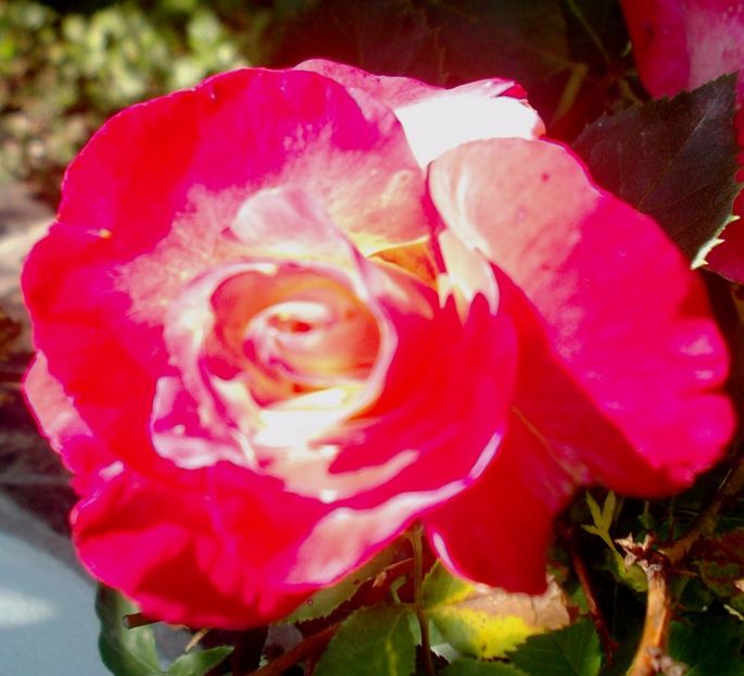 Nuovo_1_DSCF5541 - Gradinuta mea