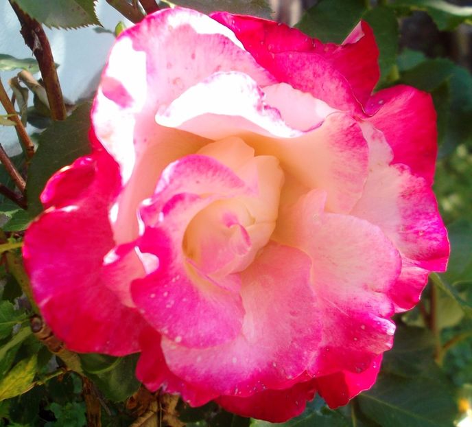 Nuovo_1_DSCF5542 - Gradinuta mea