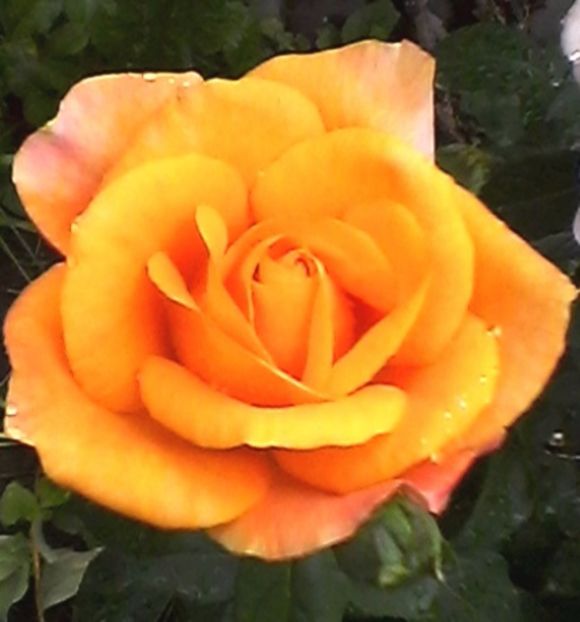 Nuovo_1_Photo0094 - Gradinuta mea