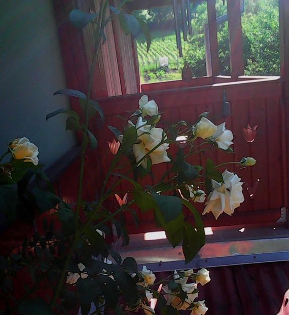 Nuovo_1_Photo4854 - Gradinuta mea