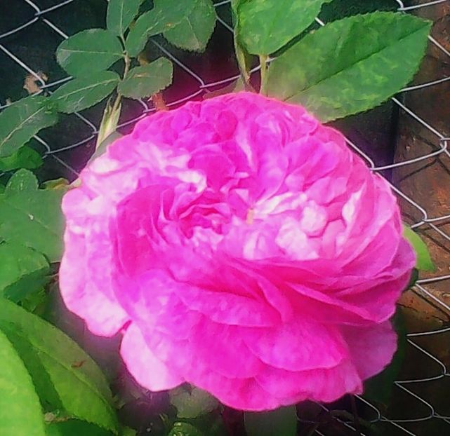 Nuovo_1_Photo4860 - Gradinuta mea