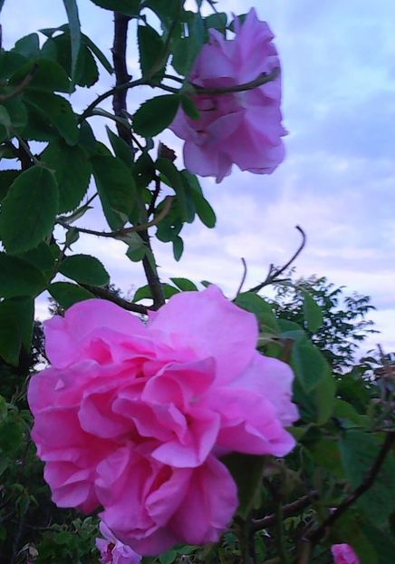 Nuovo_1_Photo4874 - Gradinuta mea