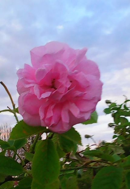 Nuovo_1_Photo4873 - Gradinuta mea