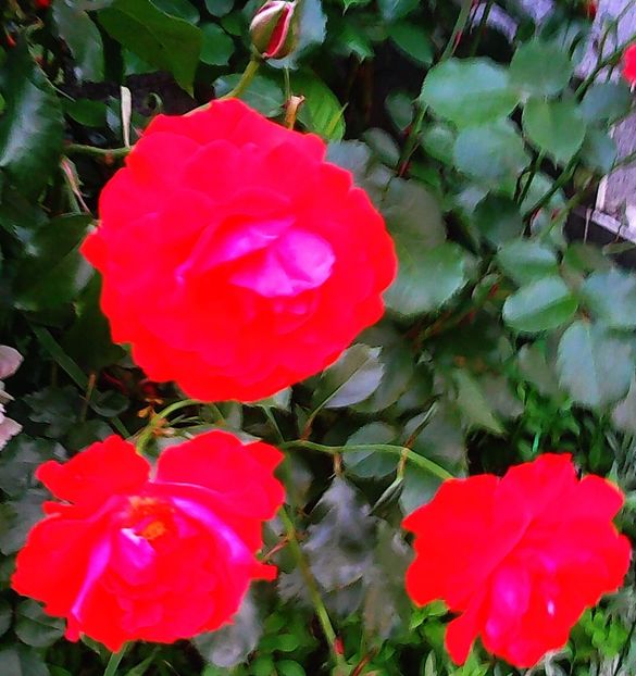 Nuovo_2_Photo4867 - Gradinuta mea